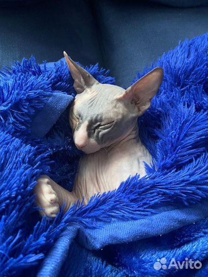 Продам сфинкса