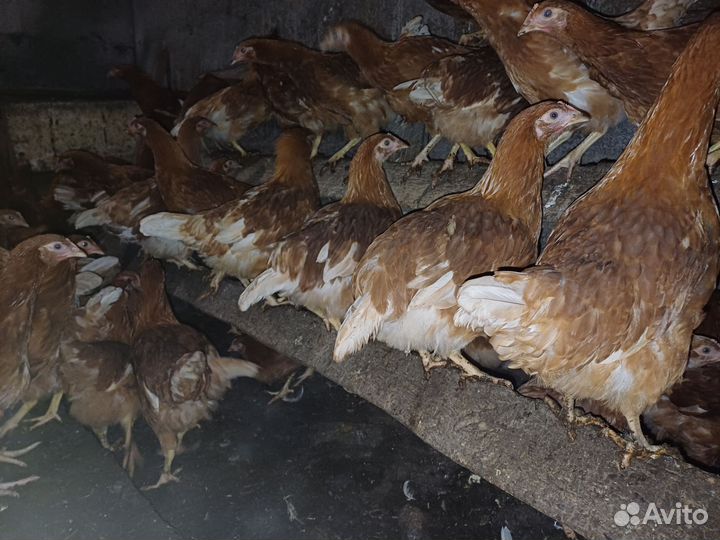 Ломан браун молодки