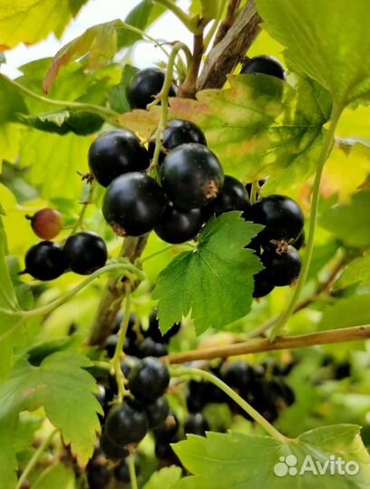 Черная смородина