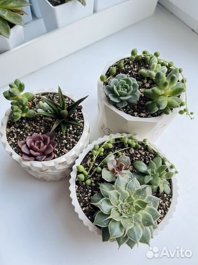 Суккуленты