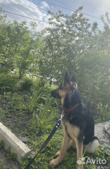 Немецкая овчарка