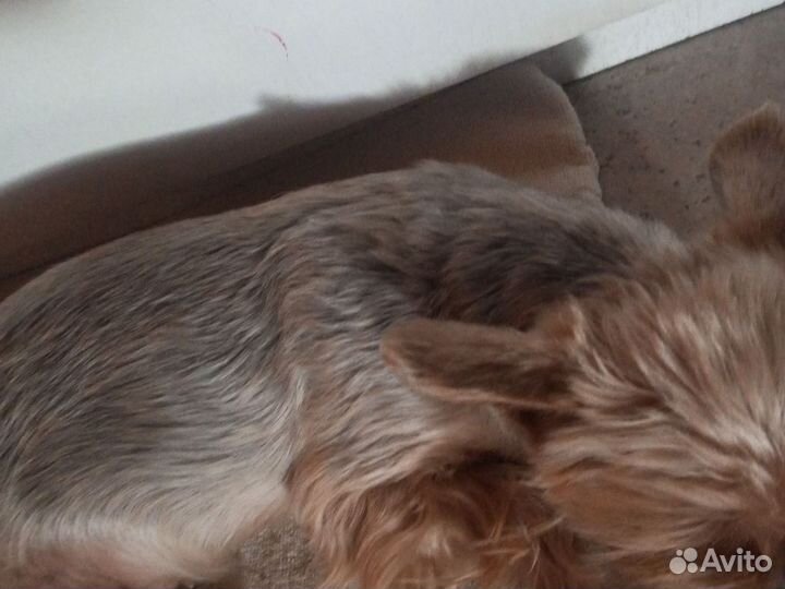 Собака маленькая порода девочка