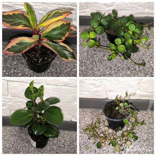 Комнатные растения