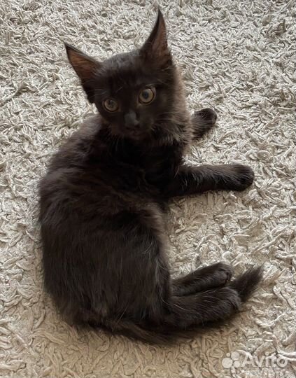 Отдам в добрые руки маленькую кошечку:)
