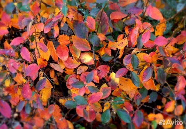 Кизильник саженцы