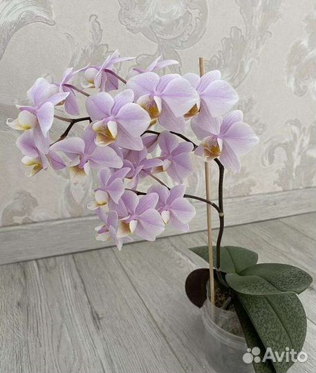 Фаленопсис ароматный пинлонг черри