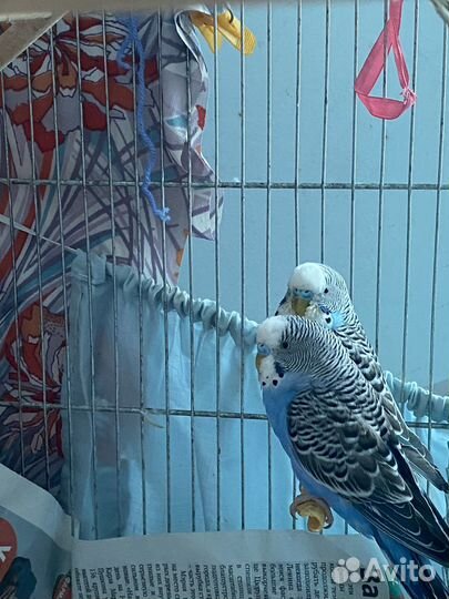 Волнистый попугай