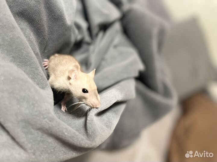 Крыса дамбо с клеткой