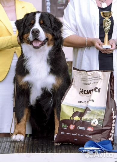 Вязка с Бернским зенненхундом