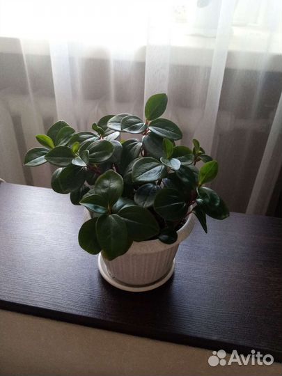 Комнатные цветы, пеперомия