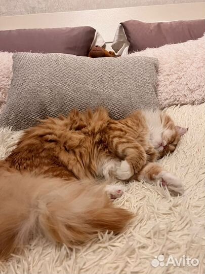 Сибирские рыжие котята