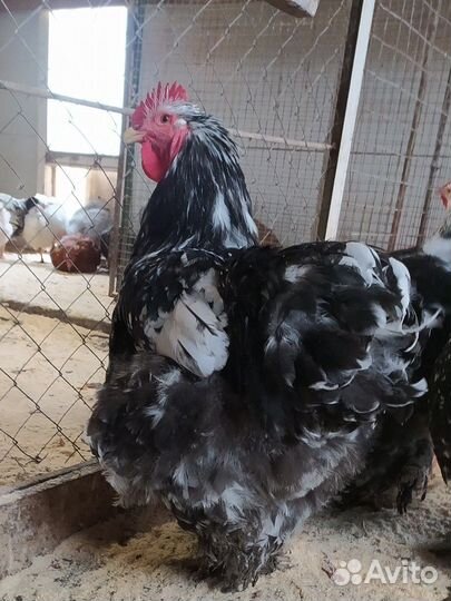 Кохинхин Мраморный