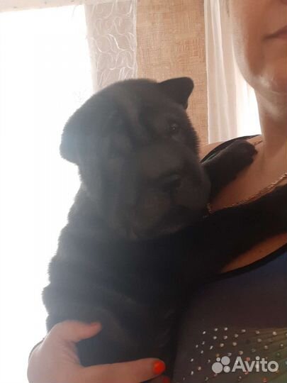 Шарпеи для вязки (мальчики)