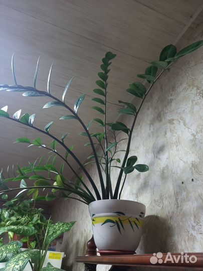 Комнатные домашние растения москва