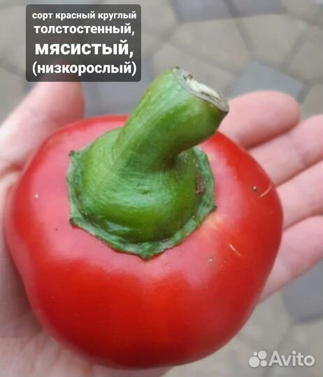 Семена сладкого и острого перца
