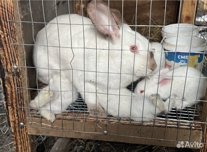 Калифорнийские кролики