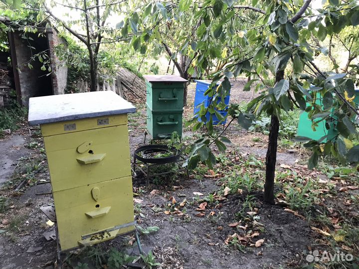 Пчелы пасека