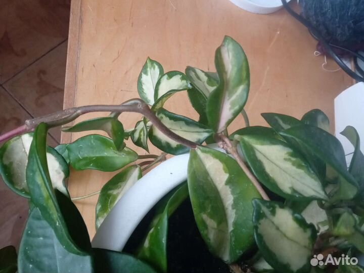 Хойя карноза