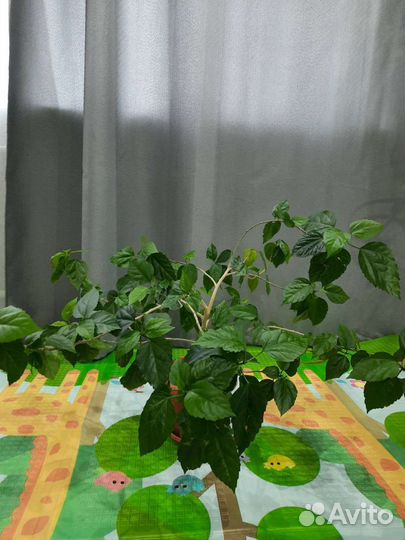 Китайская роза