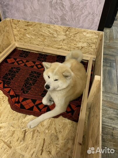 Родильный домик / ящик