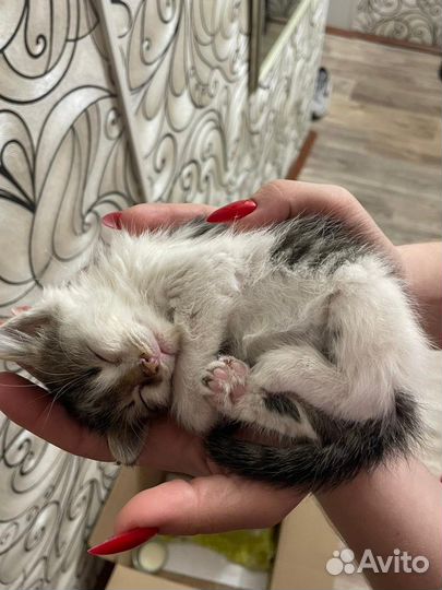 Кошка в дар
