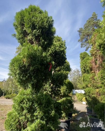 Туя Смарагд Спираль 259 см