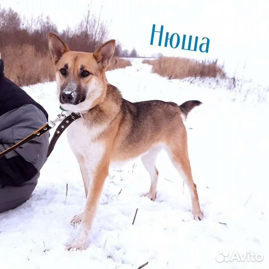 Собака в добрые руки