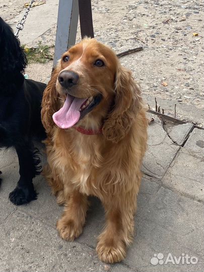 Кокер спаниель