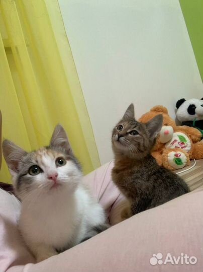 Кошка в дар