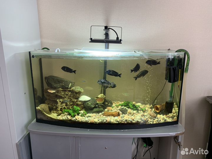 Аквариум 250 л