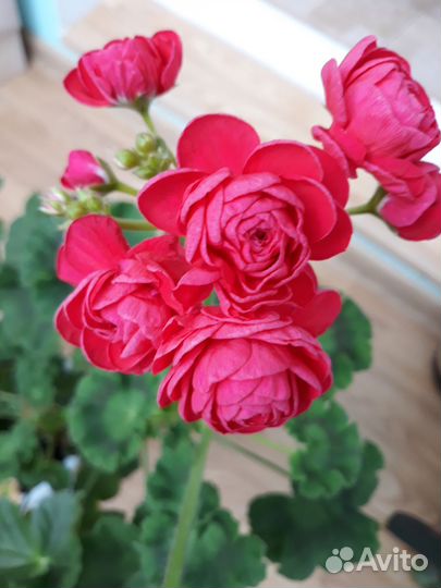 Пеларгонии