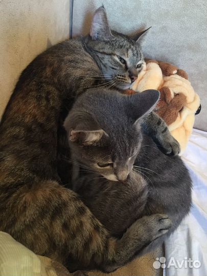 Передержка животных