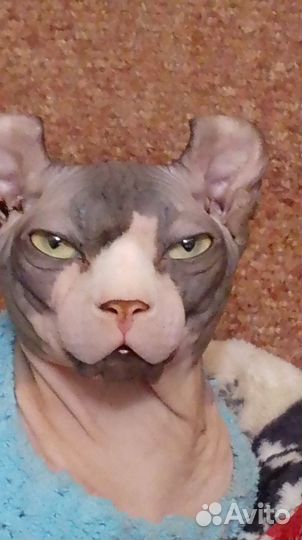Кот сфинкс эльф вязка