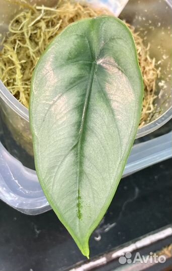 Алоказия Реверса, Синуата, Регал Шилдс, Ниндзя