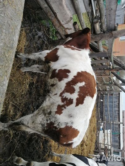 Бычки и быки