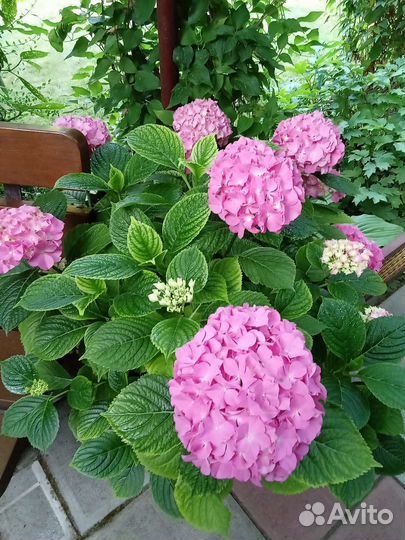 Гортензия крупнолистная