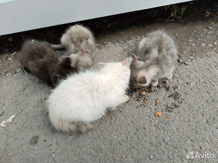 Котятки ищут дом
