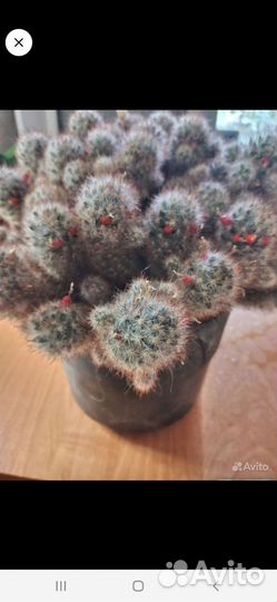 Комнатные цветы бесплатно