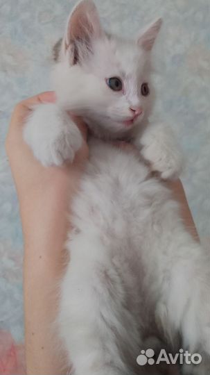 Котенок турецкой Ангоры