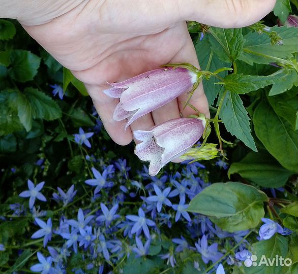 Рассада многолетних цветов