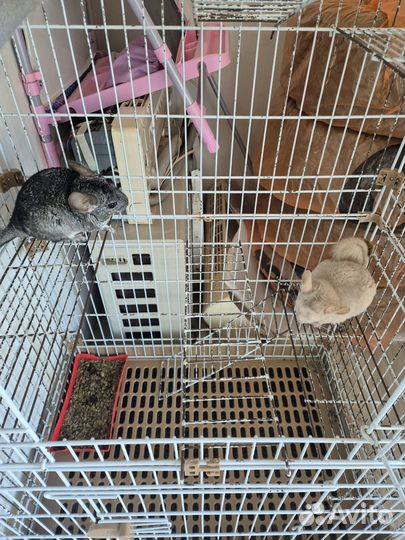Клетка + 2 шиншиллы