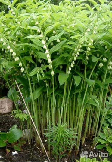 Купена многоцветковая