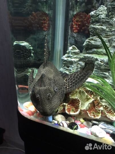 Аквариумные рыбки