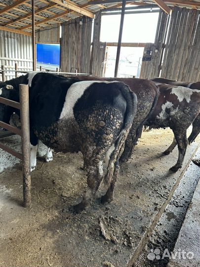 Телки корова