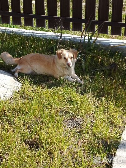 Собака в добрые руки отдам бесплатно