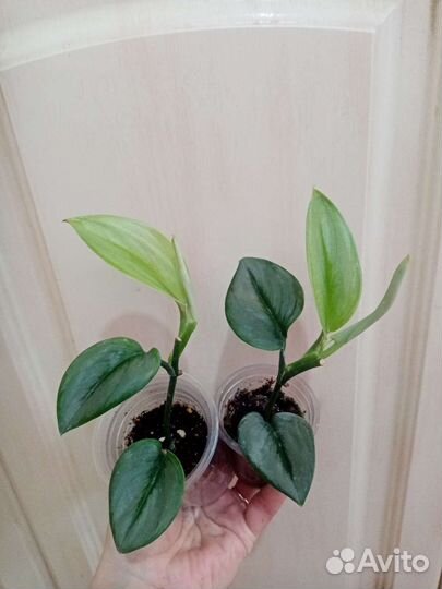 Эпипремнумы