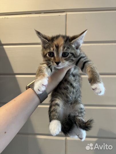 Отдам котенка в добрые руки