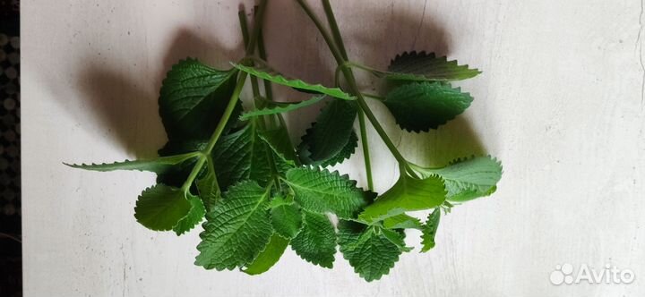 Домашняя Мята аромат с кореш. фиалки много