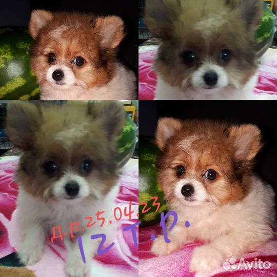 Шпице-йорки /мальчики
