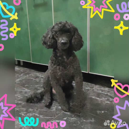 Средний пудель (малый) Вязка